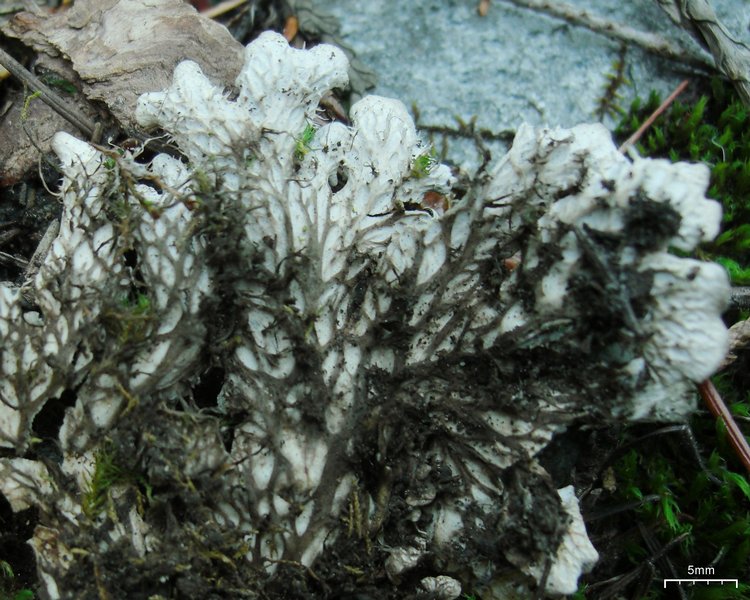 Peltigera rufescens