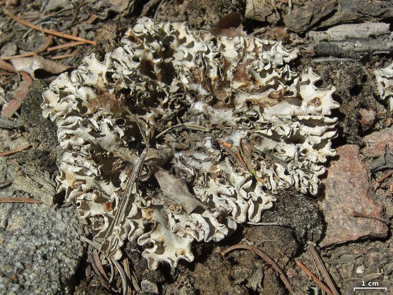 Peltigera rufescens