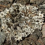 Peltigera rufescens