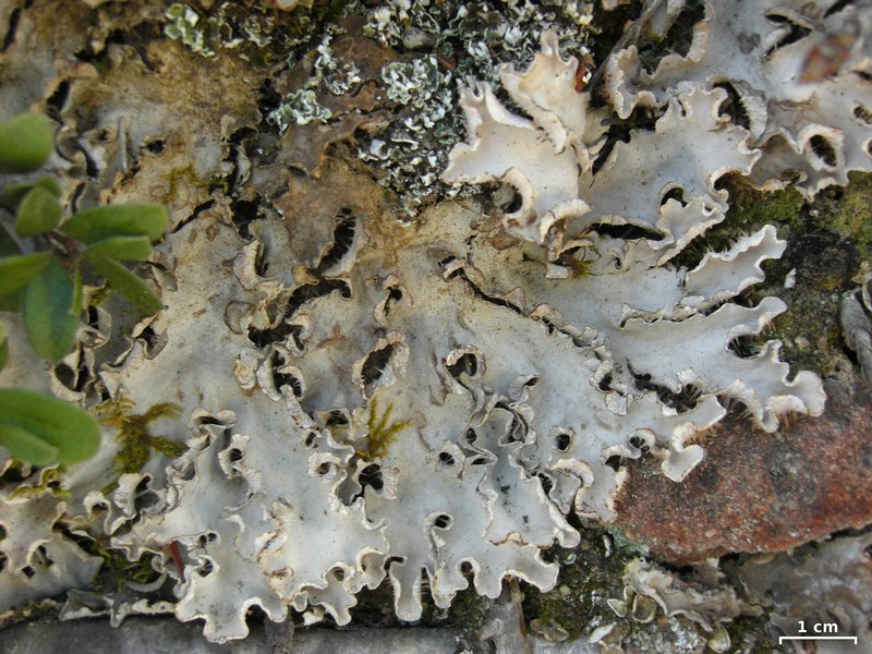 Peltigera rufescens