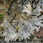 Peltigera rufescens