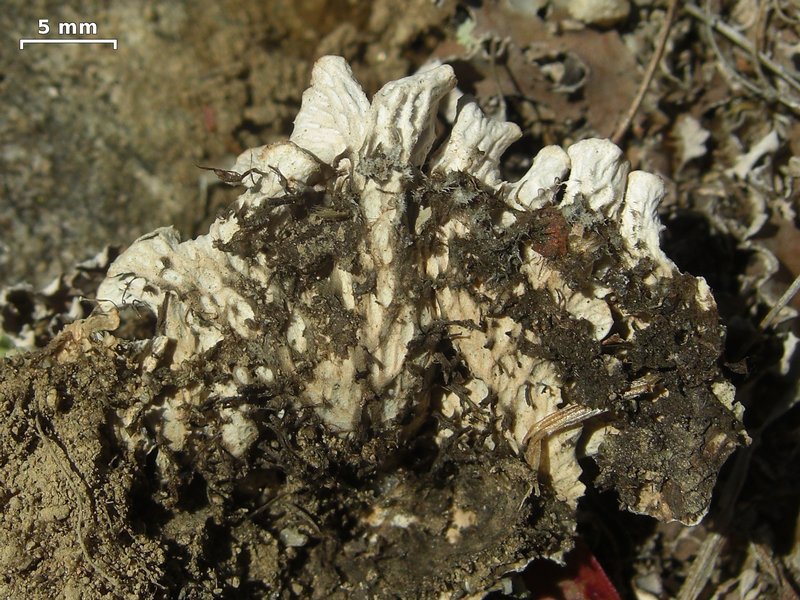 Peltigera rufescens