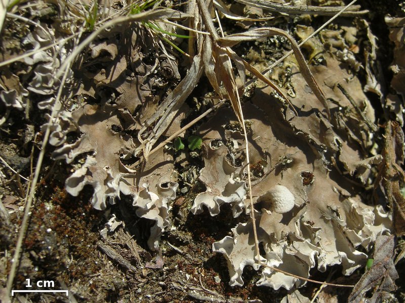 Peltigera rufescens