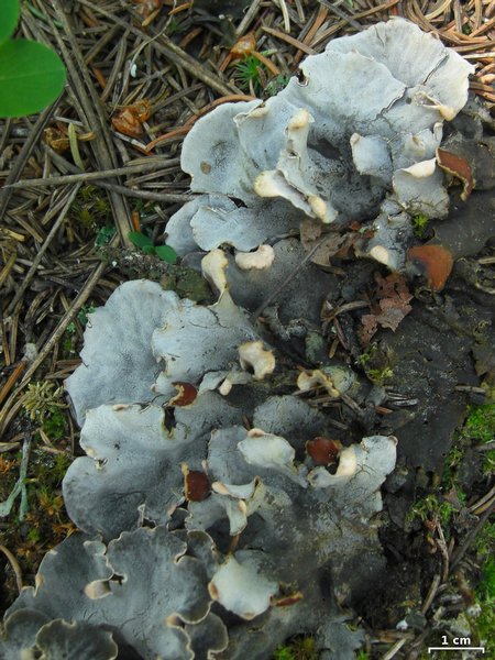 Peltigera rufescens