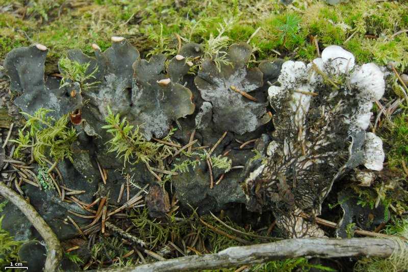 Peltigera rufescens