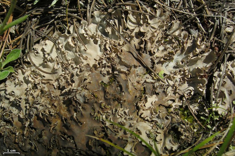 Peltigera rufescens