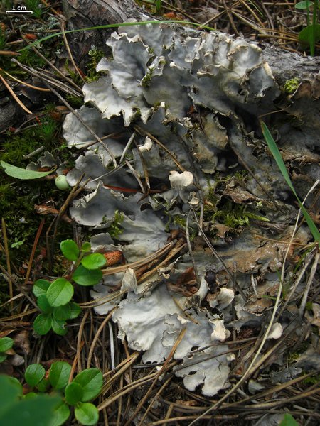 Peltigera rufescens