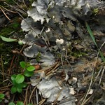 Peltigera rufescens