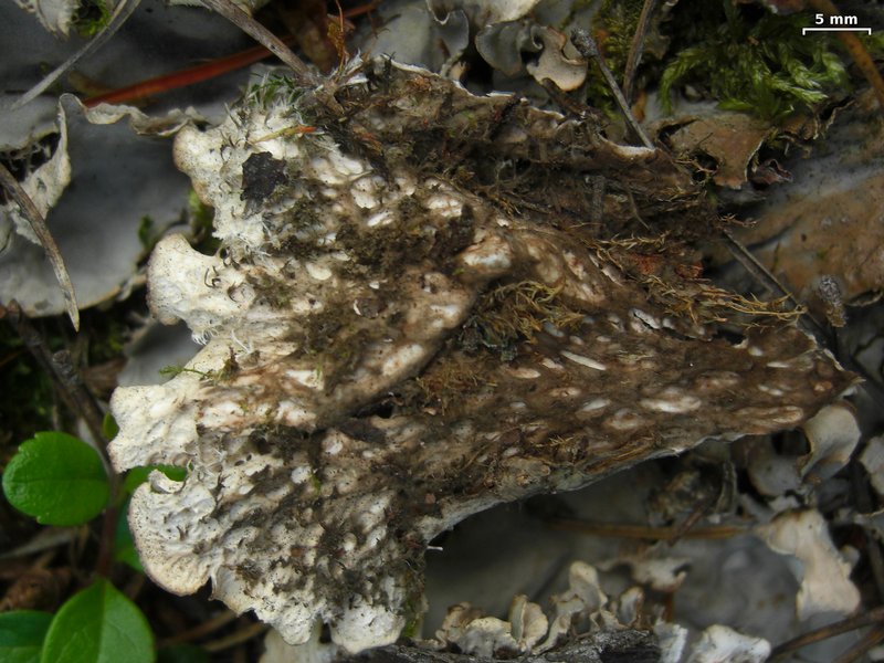 Peltigera rufescens