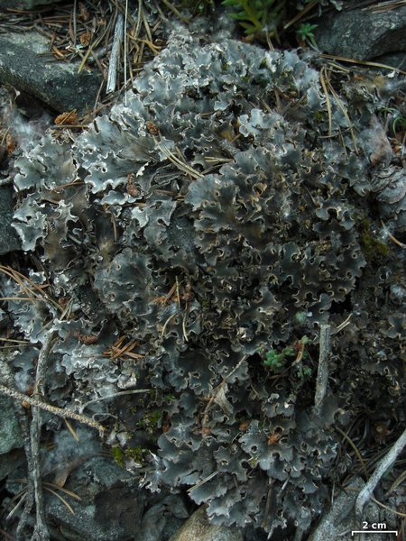 Peltigera rufescens