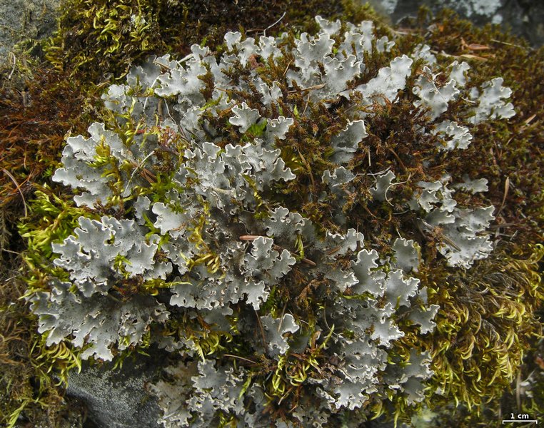 Peltigera rufescens