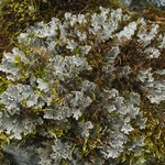 Peltigera rufescens