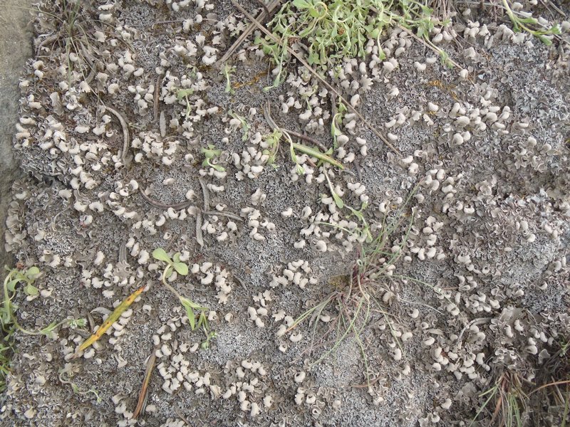 Peltigera rufescens