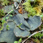 Peltigera scabrosa