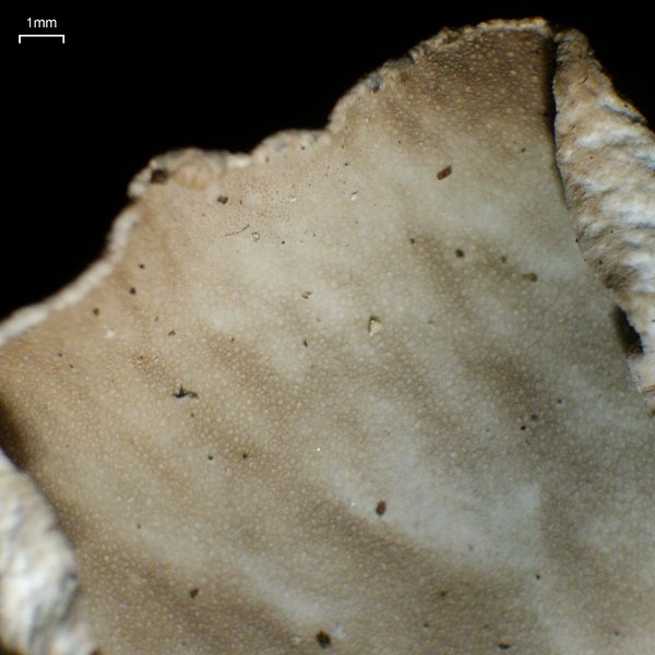 Peltigera scabrosa