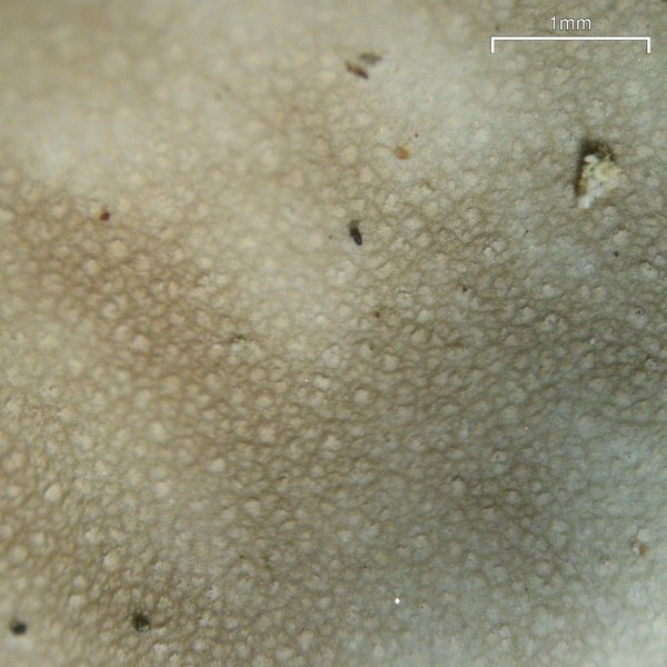 Peltigera scabrosa