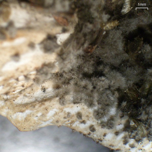 Peltigera scabrosa