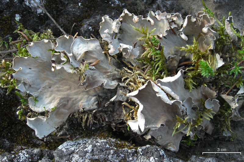 Peltigera scabrosa