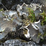 Peltigera scabrosa