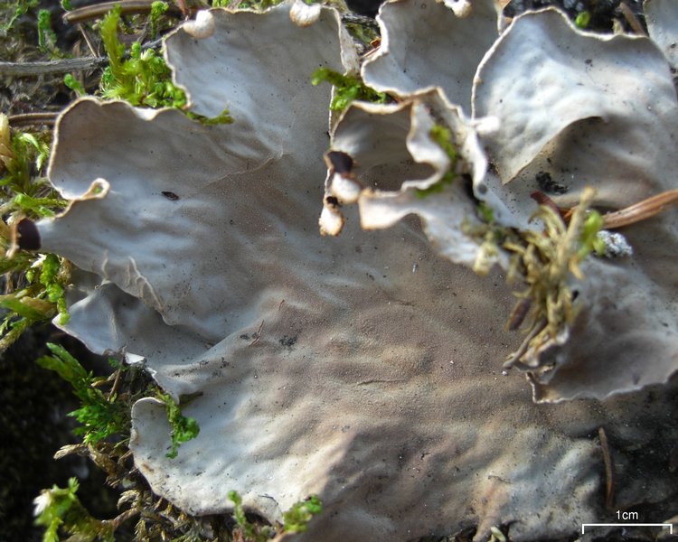 Peltigera scabrosa