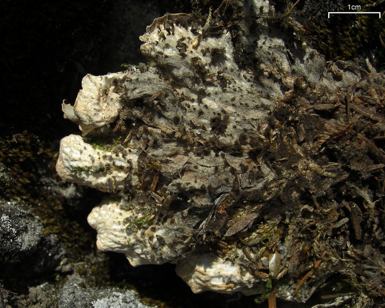 Peltigera scabrosa