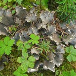 Peltigera scabrosa