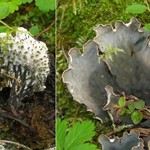 Peltigera scabrosa