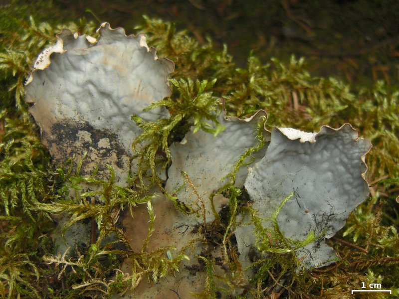 Peltigera scabrosa