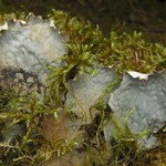 Peltigera scabrosa