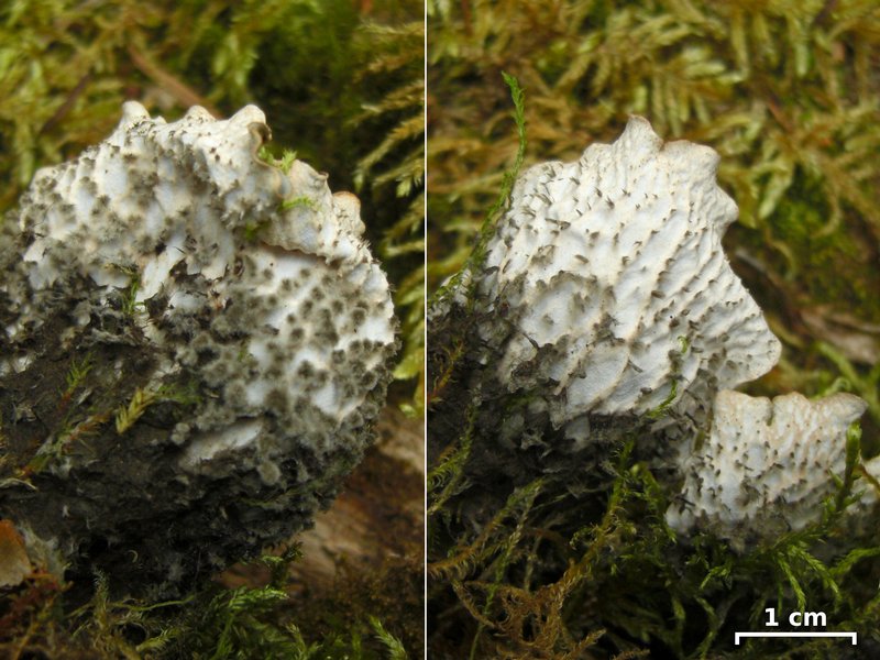 Peltigera scabrosa