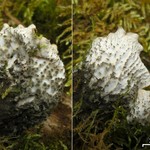 Peltigera scabrosa