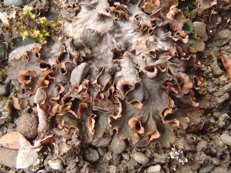 Peltigera scabrosa