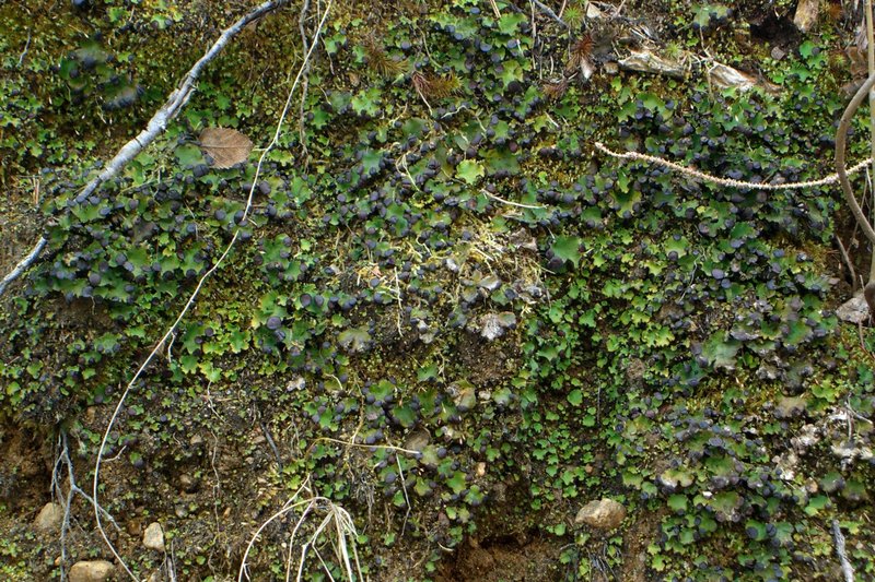 Peltigera venosa