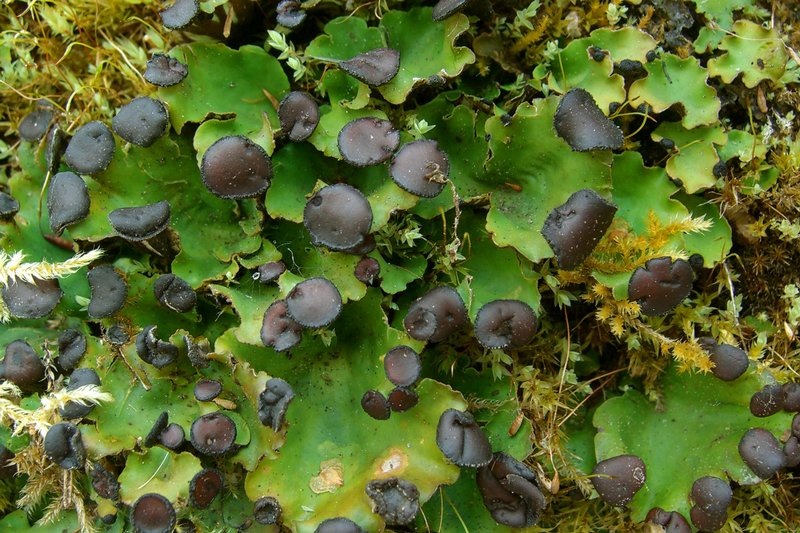 Peltigera venosa