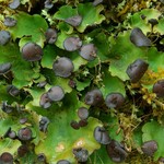 Peltigera venosa