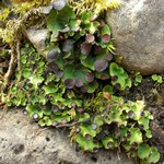 Peltigera venosa