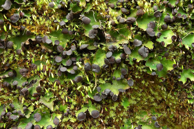 Peltigera venosa