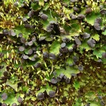 Peltigera venosa