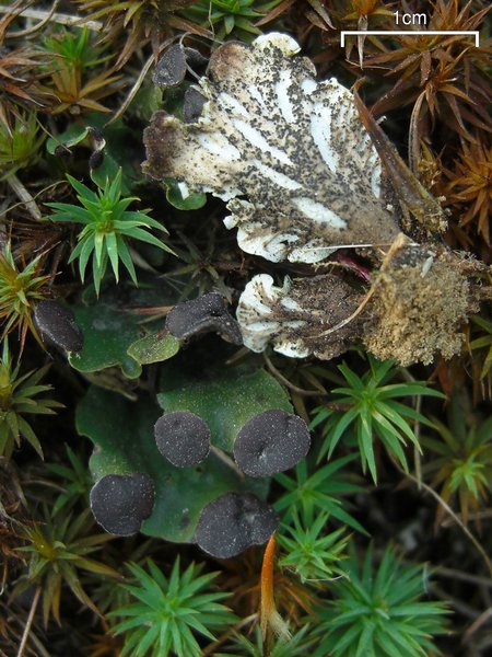 Peltigera venosa