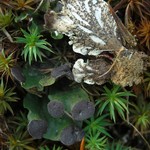 Peltigera venosa