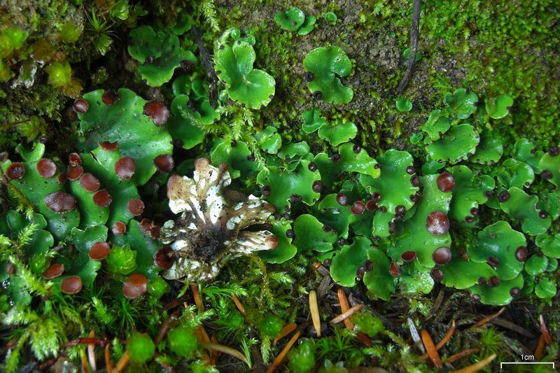 Peltigera venosa