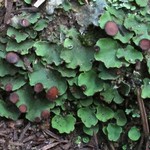 Peltigera venosa