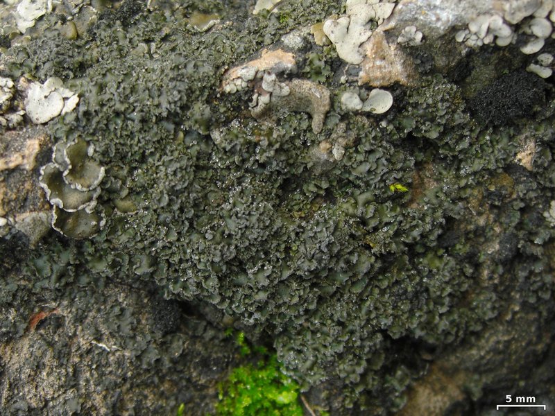 Peltula bolanderi