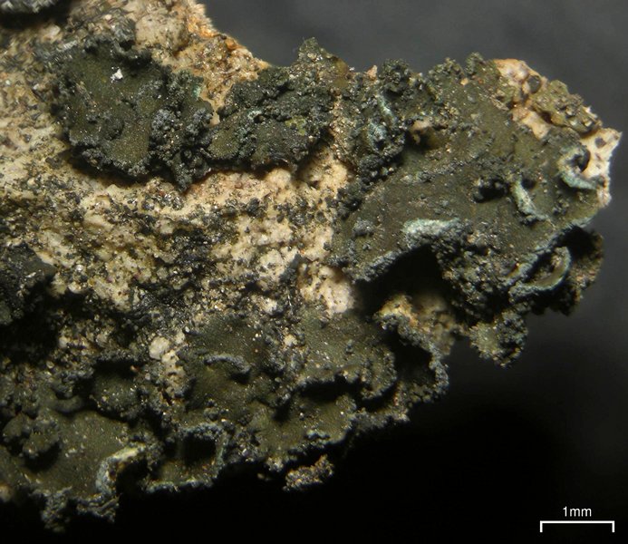 Peltula bolanderi