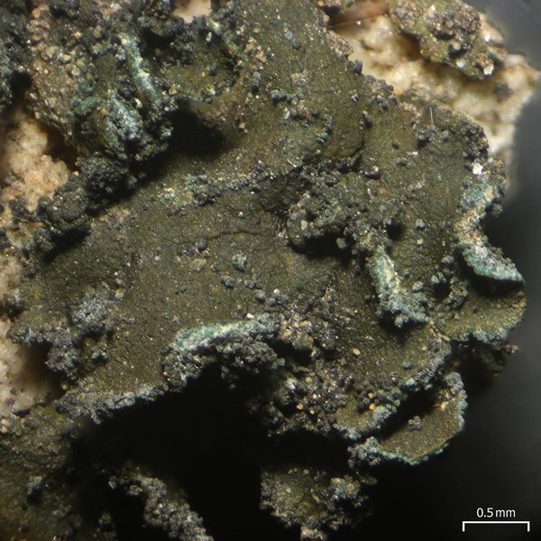 Peltula bolanderi