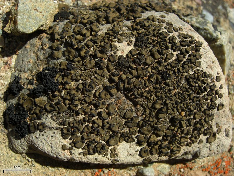 Peltula euploca