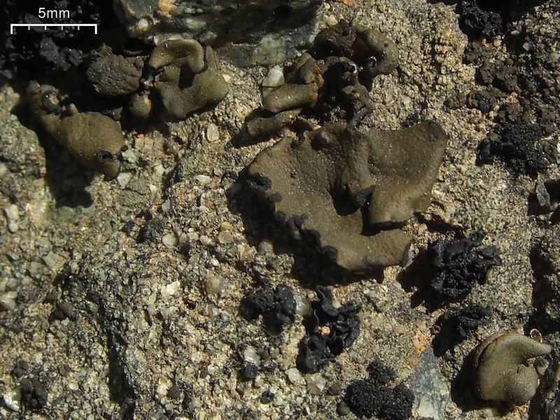 Peltula euploca