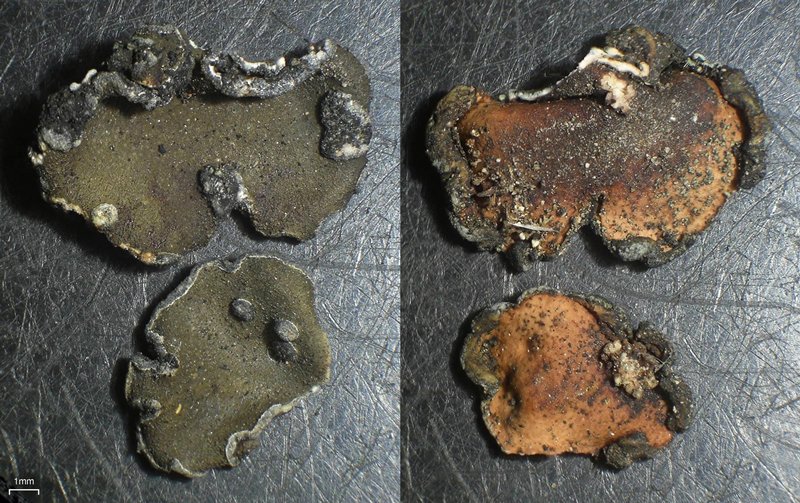 Peltula euploca