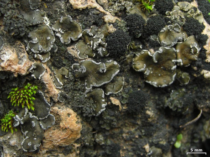 Peltula euploca