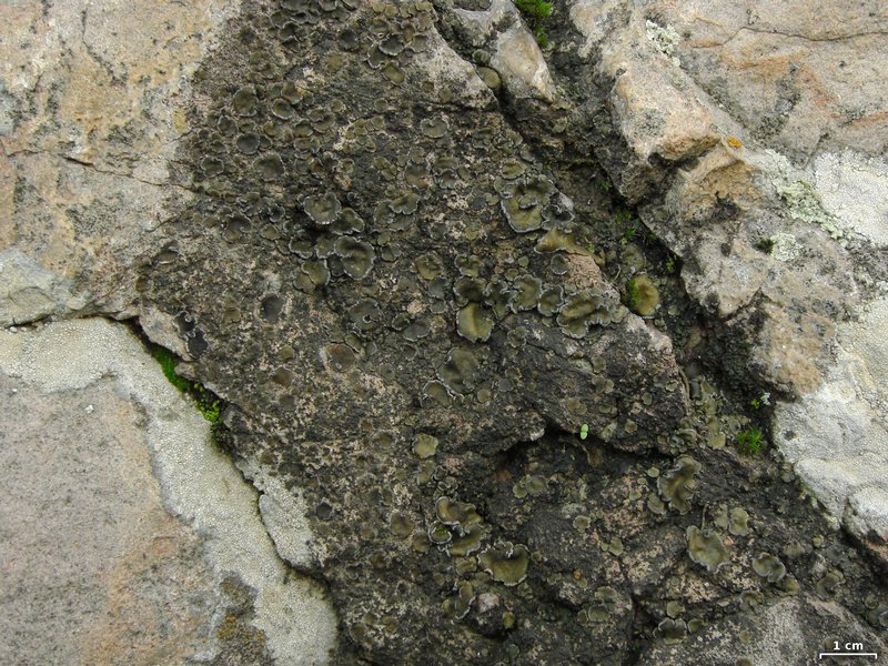 Peltula euploca